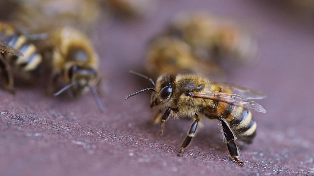Rokote on mahdollisesti läpimurto mehiläisten suojelussa.