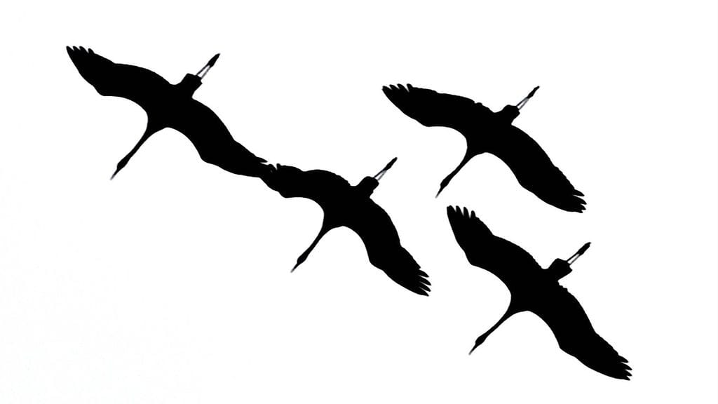 Kurkien paluumuuttoa Tuusulassa tiistaina 14. huhtikuuta 2015. Nyt kurjet ovat vasta matkalla. Niitä on nähty viikkoja sitten jo esimerkiksi Ranskassa.