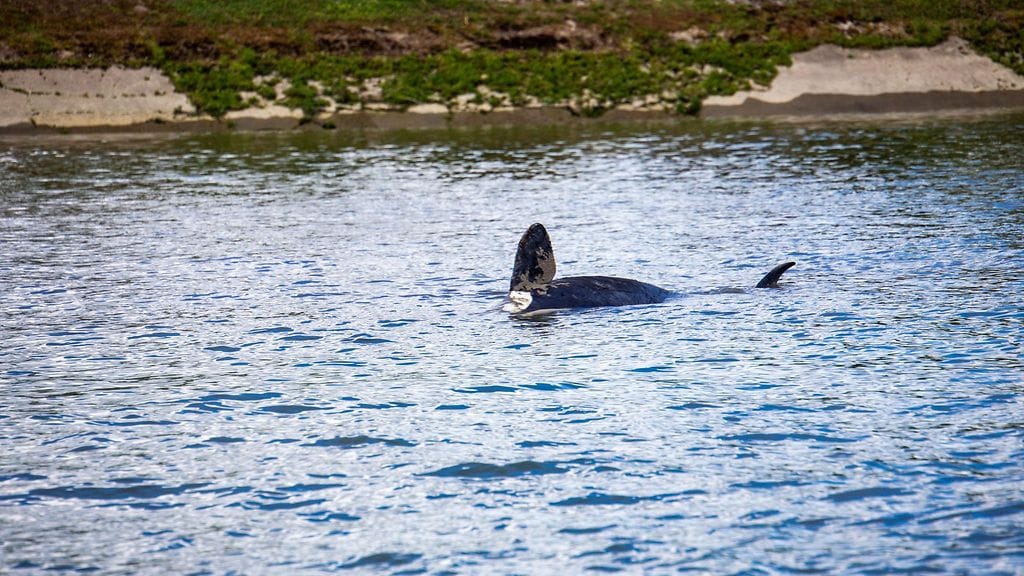 Miekkavalas Seinejoessa AOP