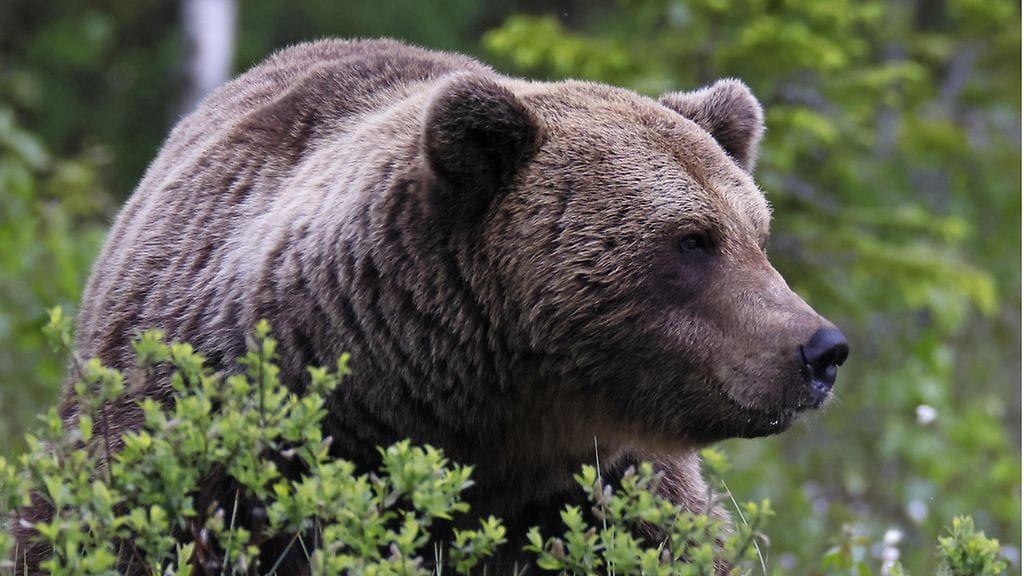Karhu hyökkäsi ihmisten kimppuun Nurmeksessa/kuvituskuva