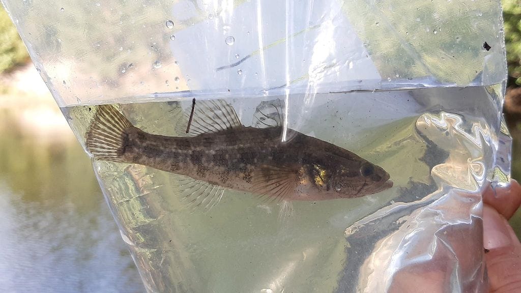 Rohmutokko on ahvenkala, joka kasvaa jopa 25 cm mittaiseksi.