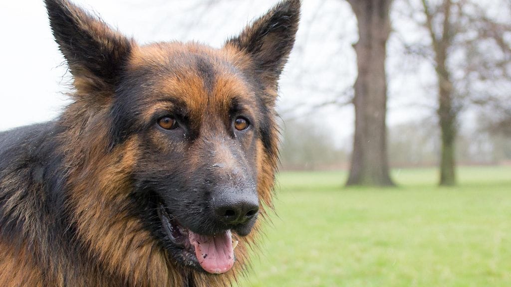 Rotuyhdistyksen epäillään kiertävän sääntöjä.