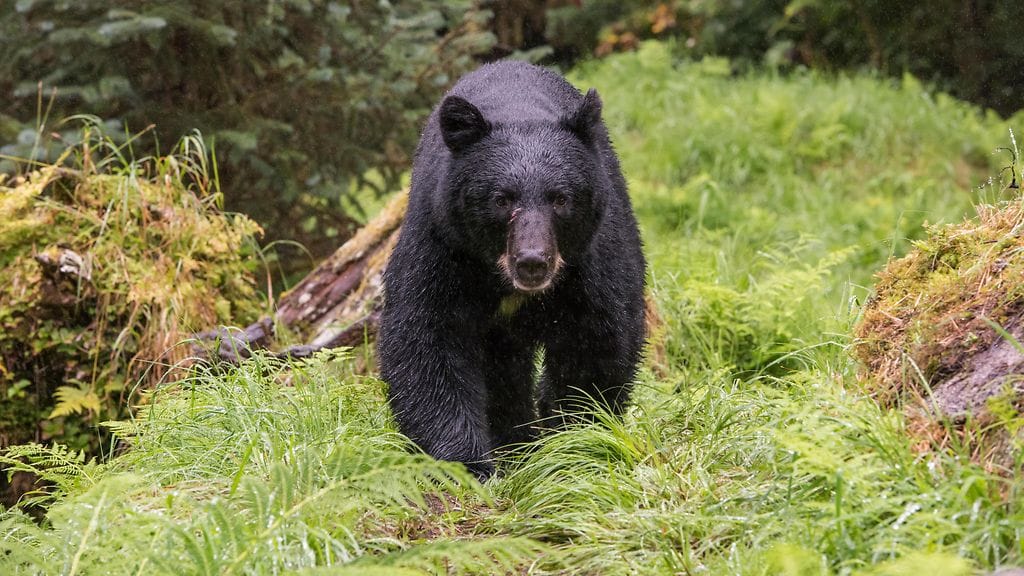 Mustakarhu tappoi miehen Yhdysvalloissa Arizonassa. Kuvan karhu ei liity tapaukseen.