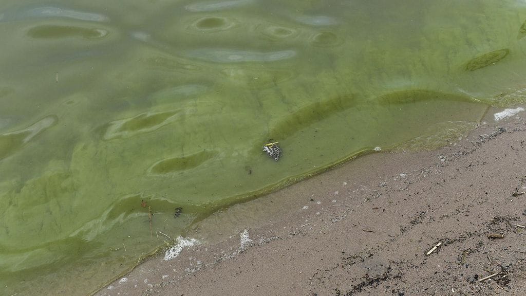 Tuulinen sää on vähentänyt järvien ja rannikkoalueiden sinilevähavaintoja tällä viikolla.