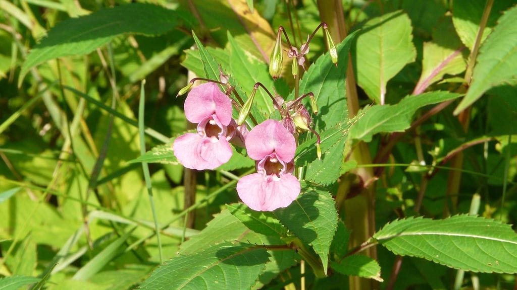 jättipalsami etelä-savon ely-keskus kuvaaja Hanna Seitapuro