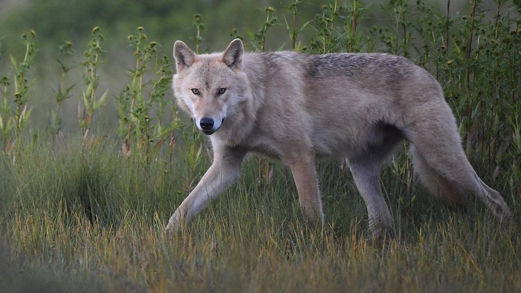Tohmajärvellä uuhia tappaneiden susien epäillään päässeen lammasaitaukseen rikkomalla petoaidan lankoja. Kuvituskuva.