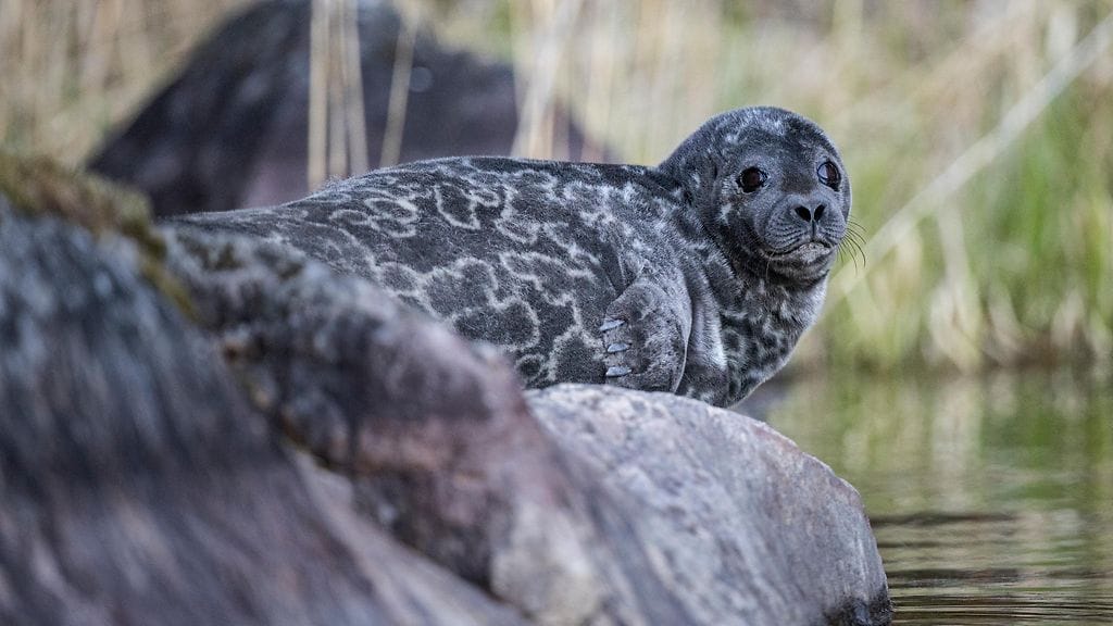 Nuori naarasnorppa hukkui kuhaverkkoon sunnuntaina Suur-Saimaalla. Kuvan norppa ei liity tapaukseen.