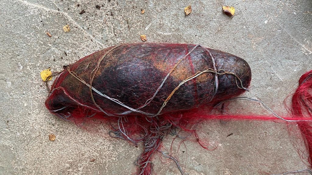 Saimaannorpan uroskuutti on löydetty eilen torstaina kuhaverkkoon hukkuneena Puumalassa Etelä-Savossa. Tapauksesta tiedottaa Metsähallitus. Kuvan kuutti on eri yksilö.