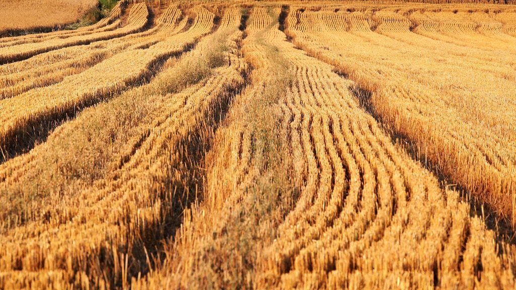 Historioitsija Timothy Snyder painottaa, että Ukrainan hedelmällinen alue kykenee ruokkimaan kymmenkertaisen määrän ihmisiä alueen asukkaisiin verrattuna.