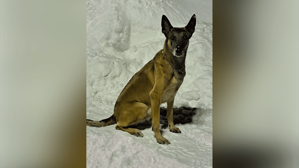 Poliisikoirayhdistys kertoo Facebook-sivuillaan, kuinka Kuha-koira jähmettyi lumikasan yhteen kohtaan ja haisteli sieltä pilkottavia havuja.