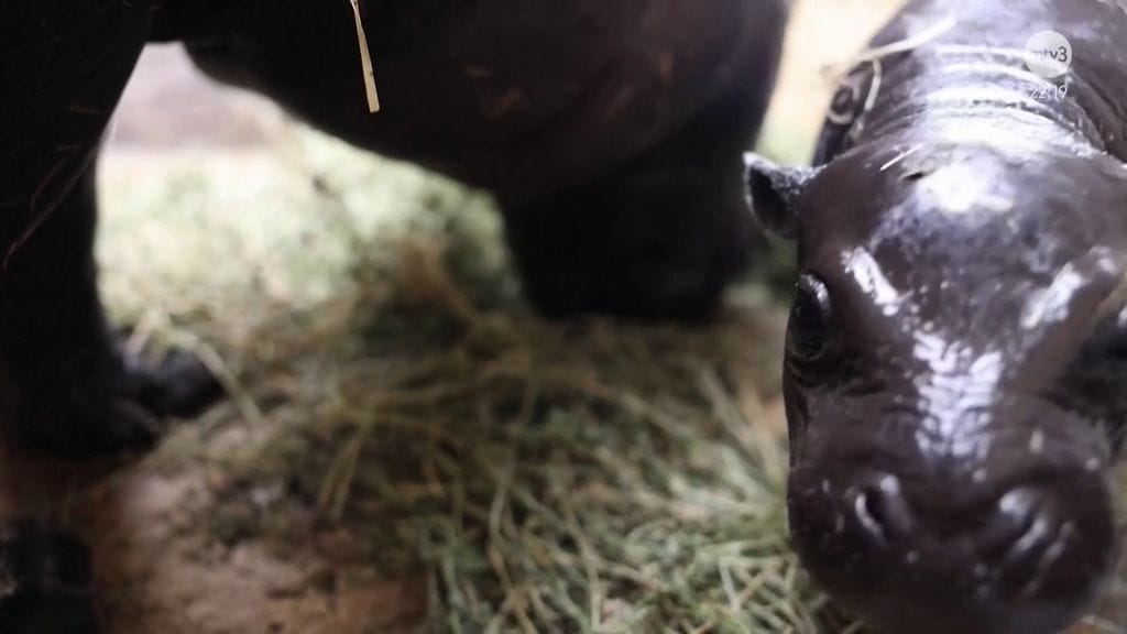 Ateenalaisessa eläintarhassa Kreikassa on päästy tällä viikolla todistamaan harvinaista perhetapahtumaa, kun uhanalainen kääpiövirtahepo sai poikasen.