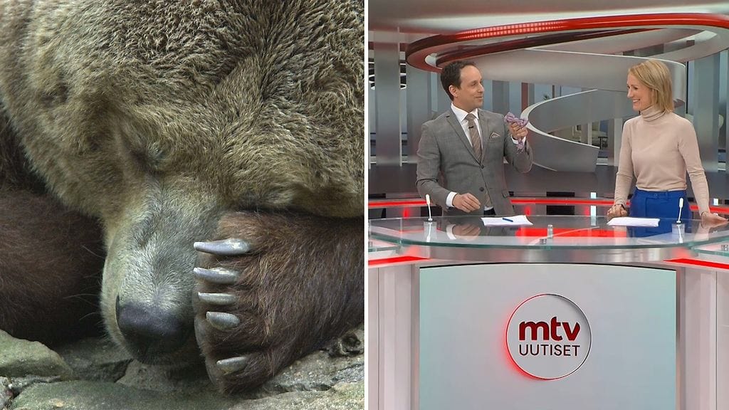 Diego-karhu sai uuden kodin. Kuvan karhu ei liity juttuun. Maikkarin uutisissa nähtiin hassu tilanne.