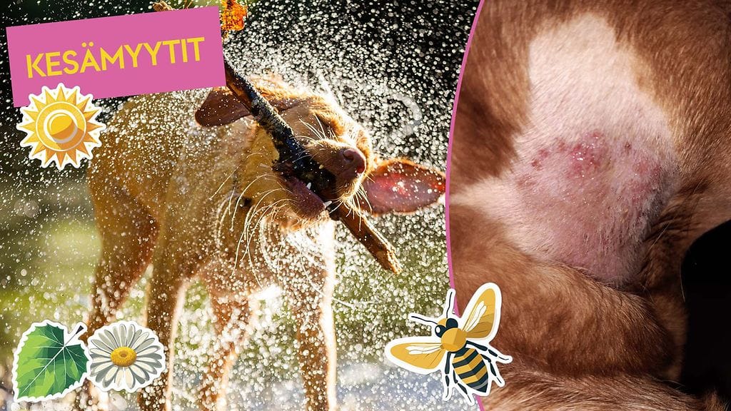 Koiran turkki ja iho kannattaa kuivata huolella, jos haluaa välttyä kivuliaalta ihovaivalta.