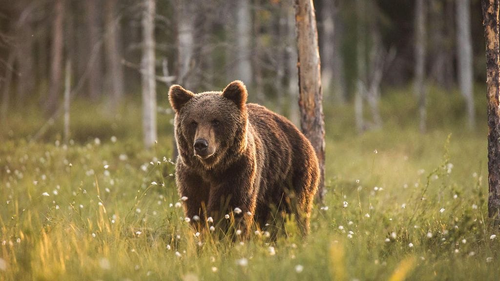 Poliisi kehottaa välttämään tareetonta liikkumista Peltosen kaupunginosan alueella. Kuvituskuva.