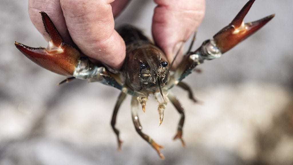 Ravustuskausi kestää lokakuun loppuun asti.