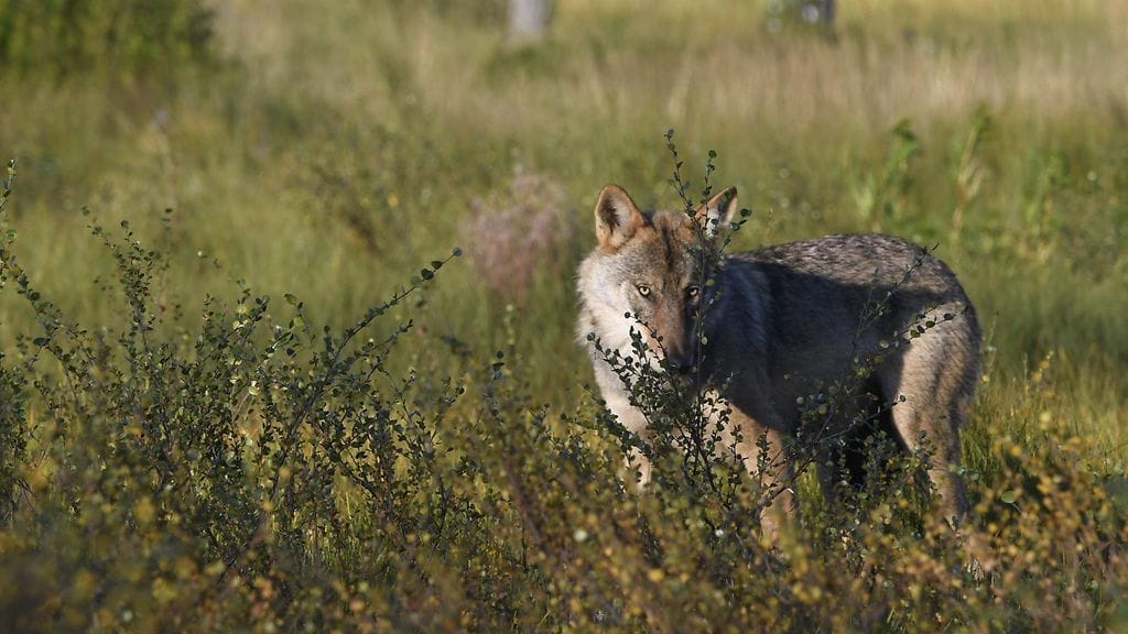 Hirvikoira koki loppunsa suden hampaissa.