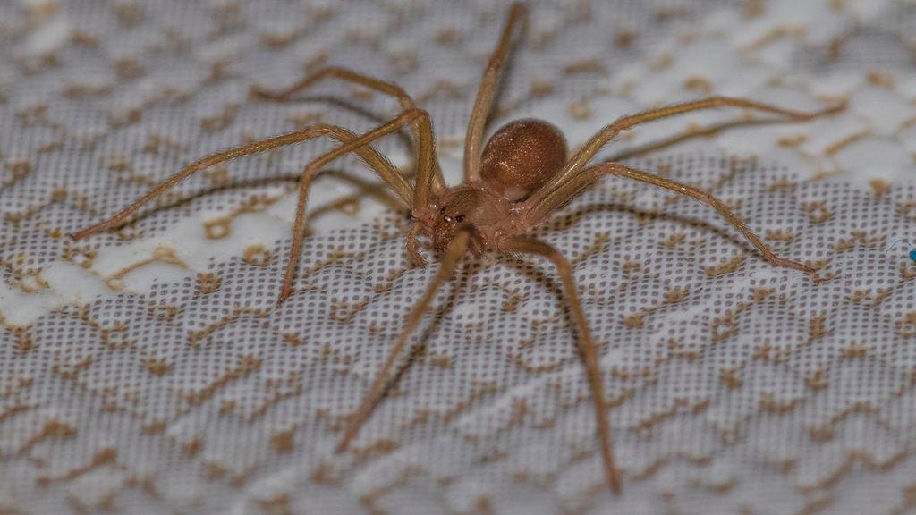 Uhria kerrottiin alunperin purreen Välimerellä tuttu "ruskea hämähäkki", loxosceles rufescens.