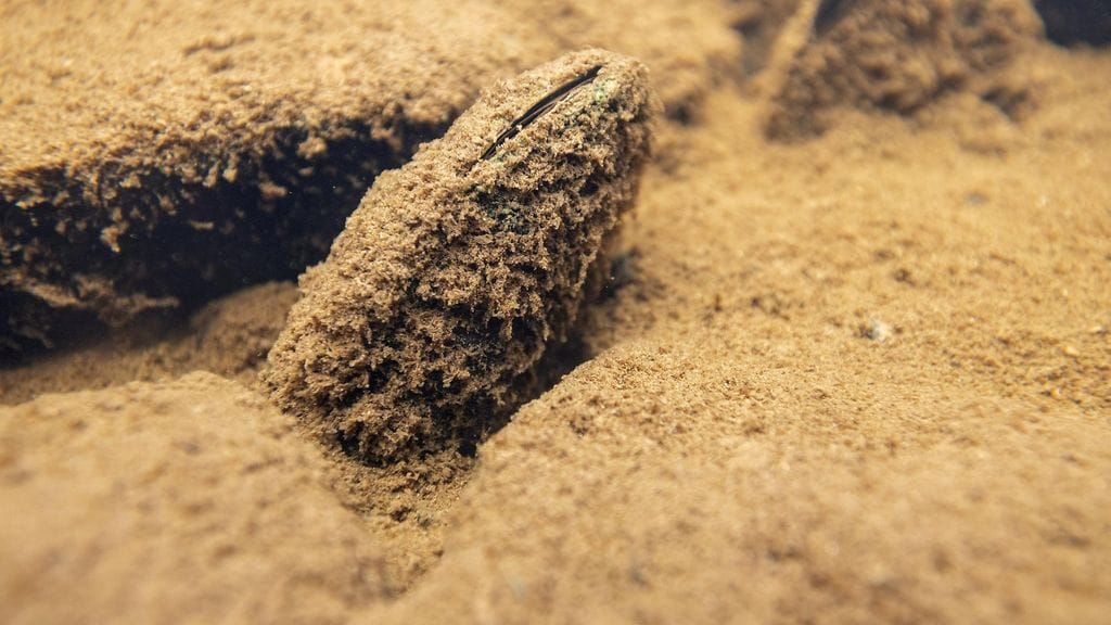 Likaan peittynyt raakku eli metsäkoneen joenylityspaikan alapuolella Hukkajokella Suomussalmella 23. elokuuta.