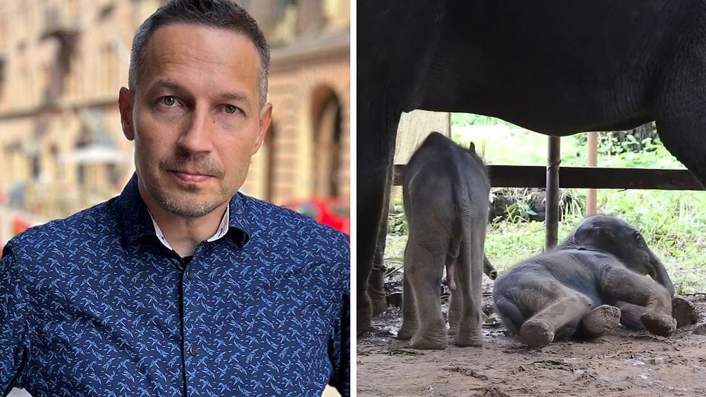 Juha keksi tavan auttaa keskosia. Myanmarin elefanttipuistossa todistettiin harvinaista hetkeä.