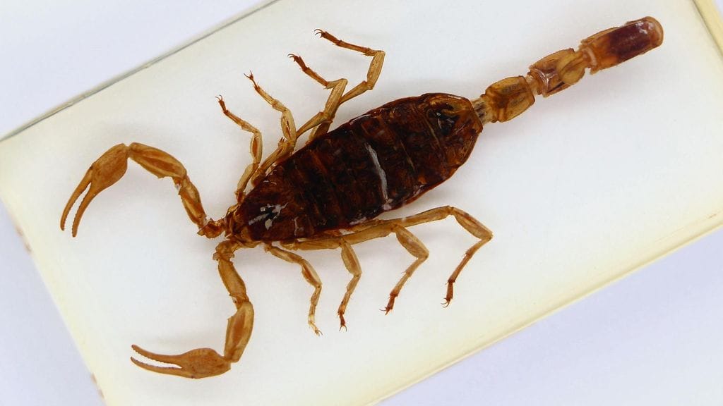 National Centre for Reptile Welfaren mukaan postipaketissa saapunut skorpioni oli Olivierus martensii, eli Kiinan kultaskorpioni (kuvituskuvassa), jonka pisto voi olla jopa hengenvaarallinen.