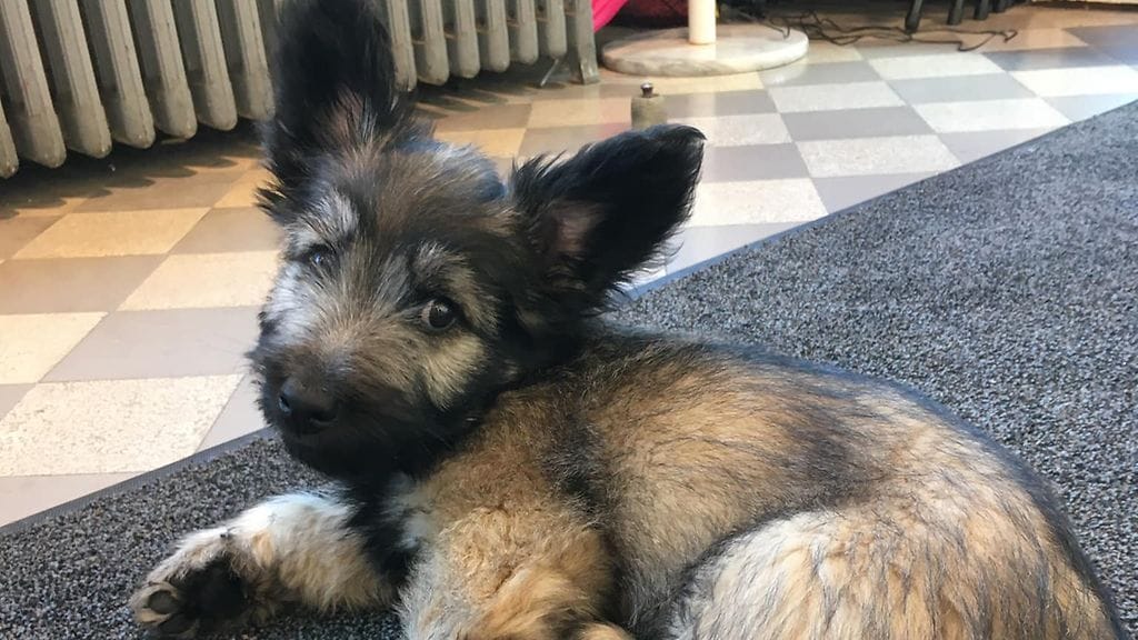 Helsingissä kuolleen Hamletin omistaja haluaisi tavoittaa lemmikkiään purreen koiran ulkoiluttajan.