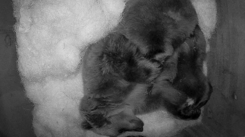 Karhu nukkuu selällään Korkeasaaren eläintarhan Karhulinnassa. (Kuva: Korkeasaaren karhujen pesäkamera.)