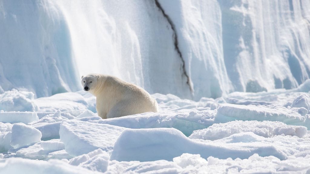 Jääkarhut hyökkäävät harvoin ihmisten kimppuun, mutta siirtyvät joskus sisämaahan etsimään ruokaa.