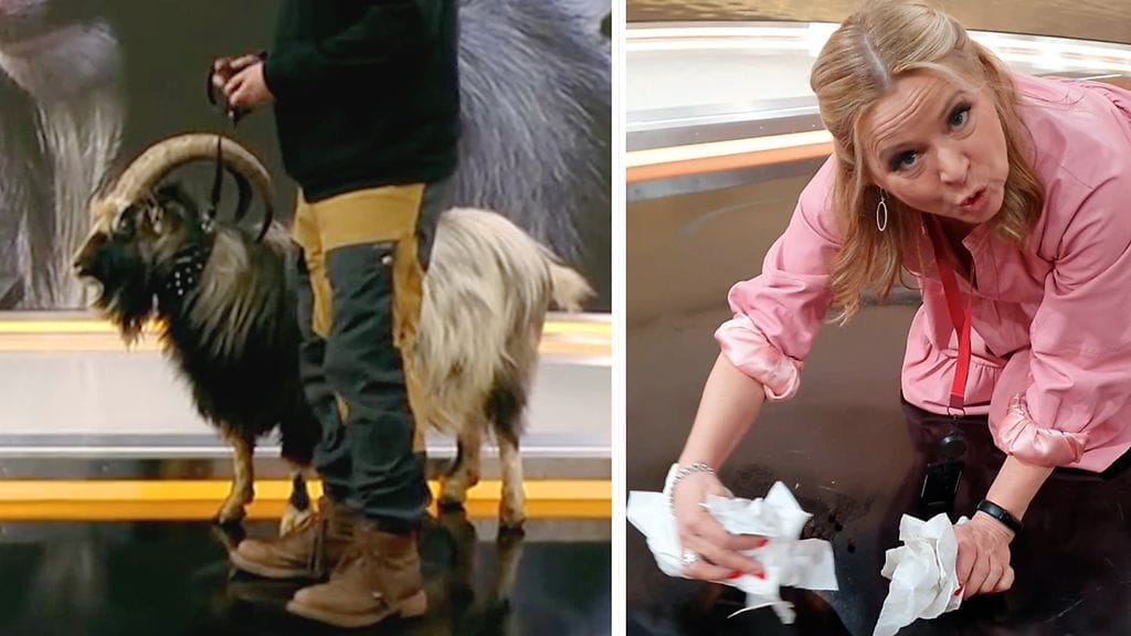 Seppo-Vuohi kakkasi uutisstudion lattialle