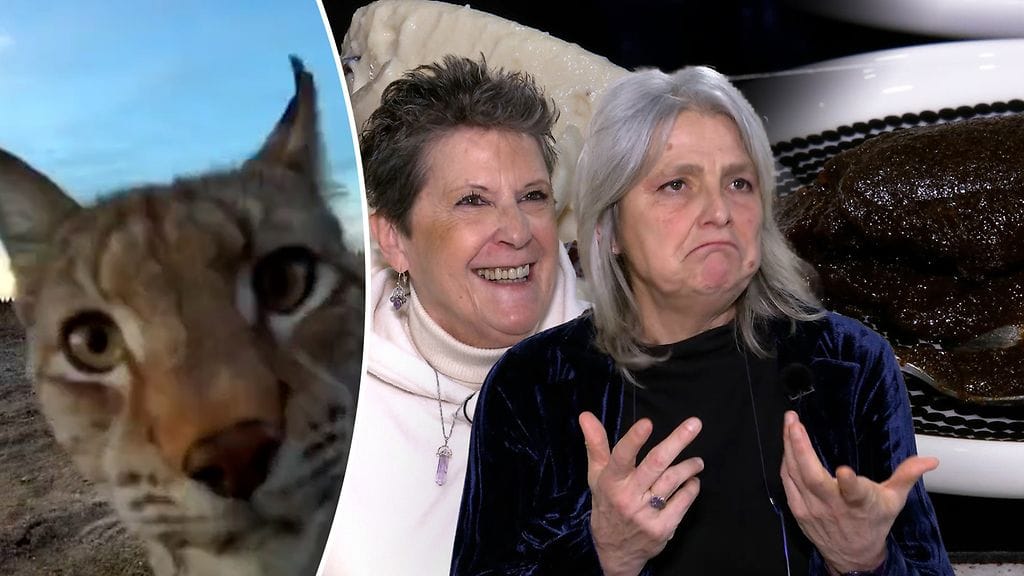 Ilves ihmetteli riistakameraa, ja italialaiset toimittajat maistoivat mämmiä.