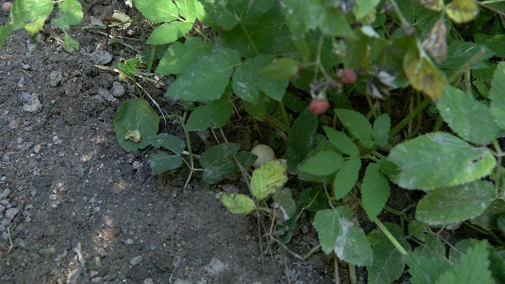 Crossipetankissa snadi voi olla piilossa ja epätasaisella maalla.