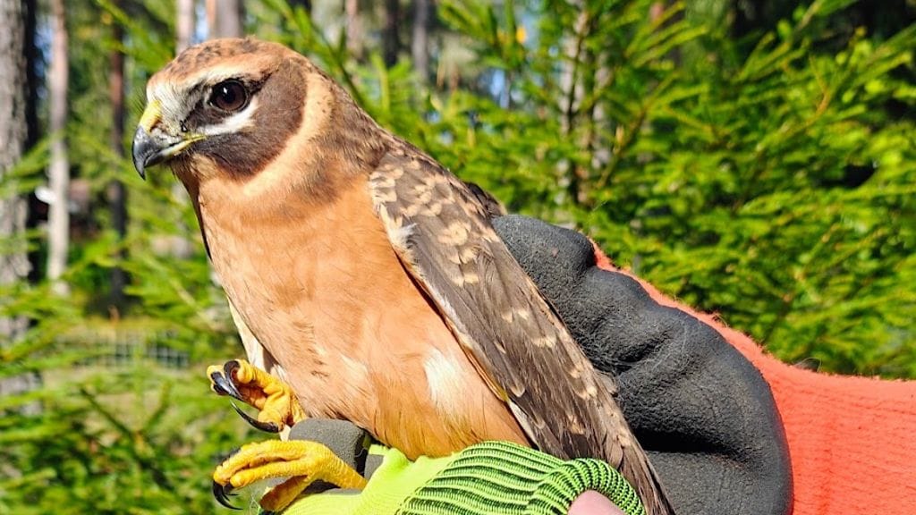 Vakavasti loukkaantunut arosuohaukka jouduttiin lopettamaan. Kuva: Vesa Virtanen.