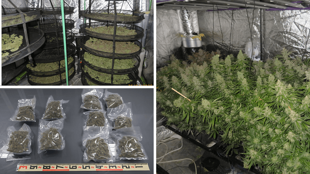 Poliisi on takavarikoinut esitutkinnan aikana lähes 14 kiloa marihuanaa.