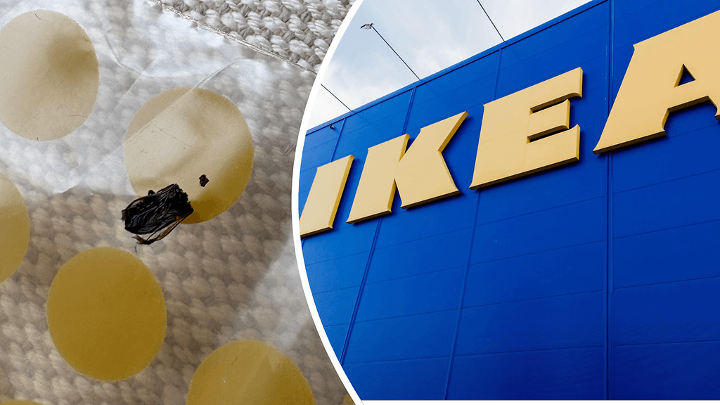 Ikea-sohvan pakkauksesta löytyi vyöihrakuoriainen.
